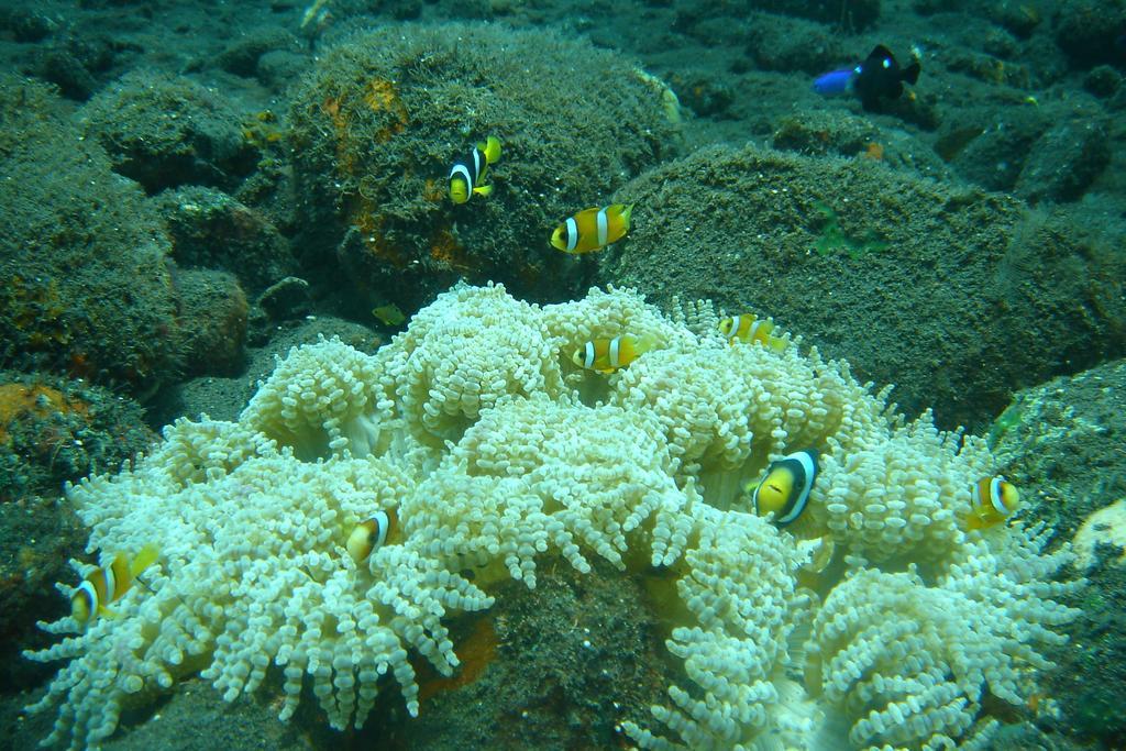 Beten Enjung Home Stay&Waroeng Amed Szoba fotó